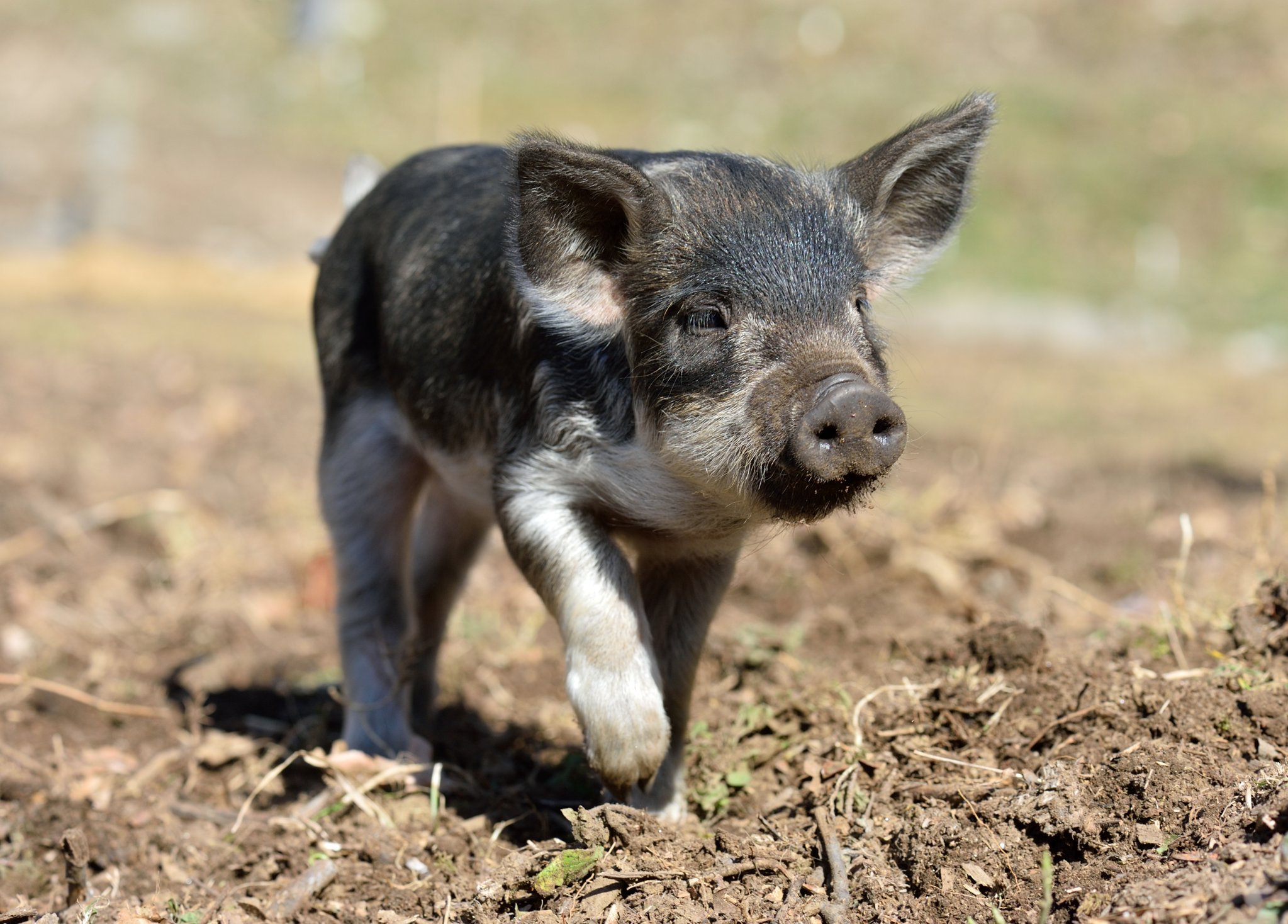 Wollschwein